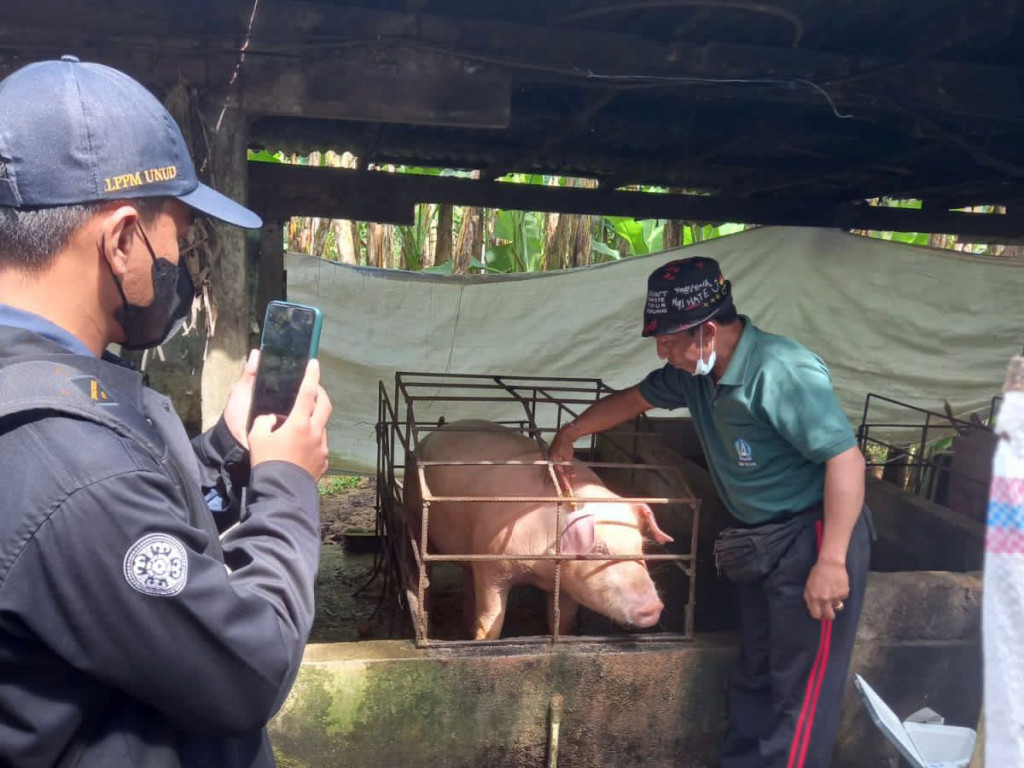 Kegiatan Suntikan Vaksin PMK Untuk Hewan Ternak Babi dan Sapi , di Desa Petang